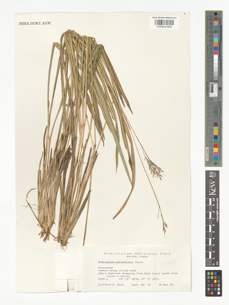 Andropogon polyptychos photo 2
