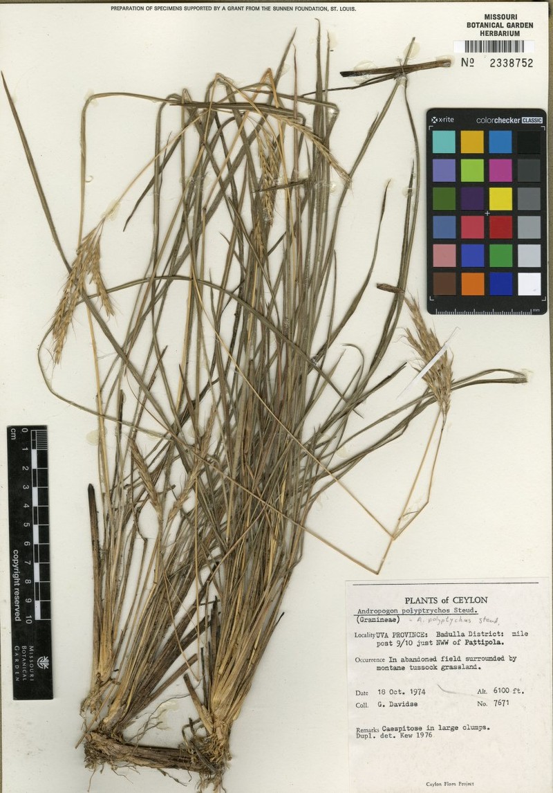 Andropogon polyptychos photo 3