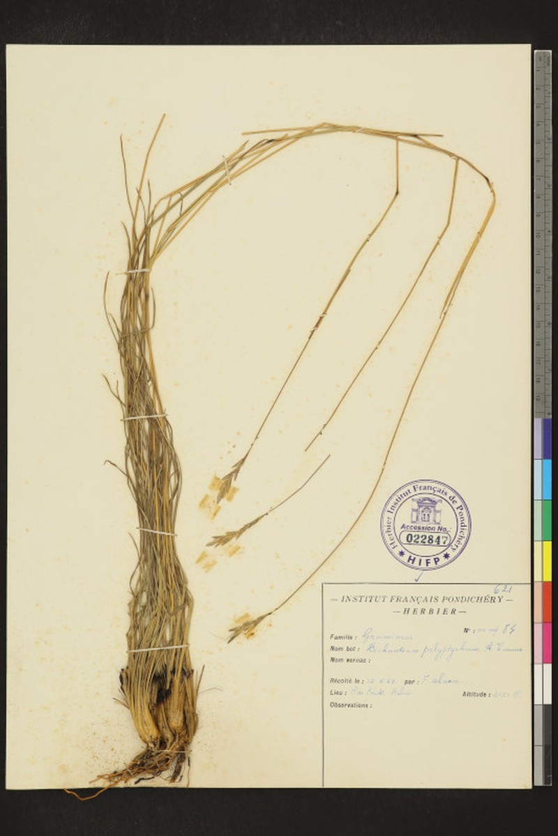 Andropogon polyptychos
