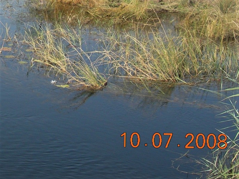 Andropogon pseudapricus photo 2