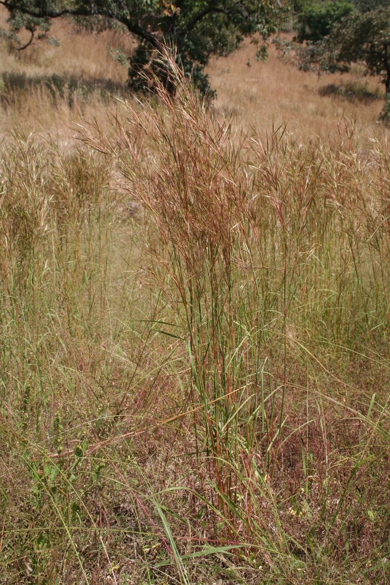 Andropogon pseudapricus photo 3