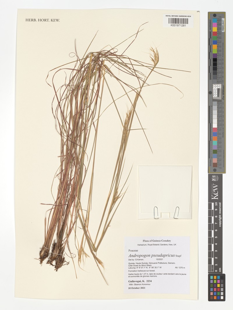 Andropogon pseudapricus photo 4