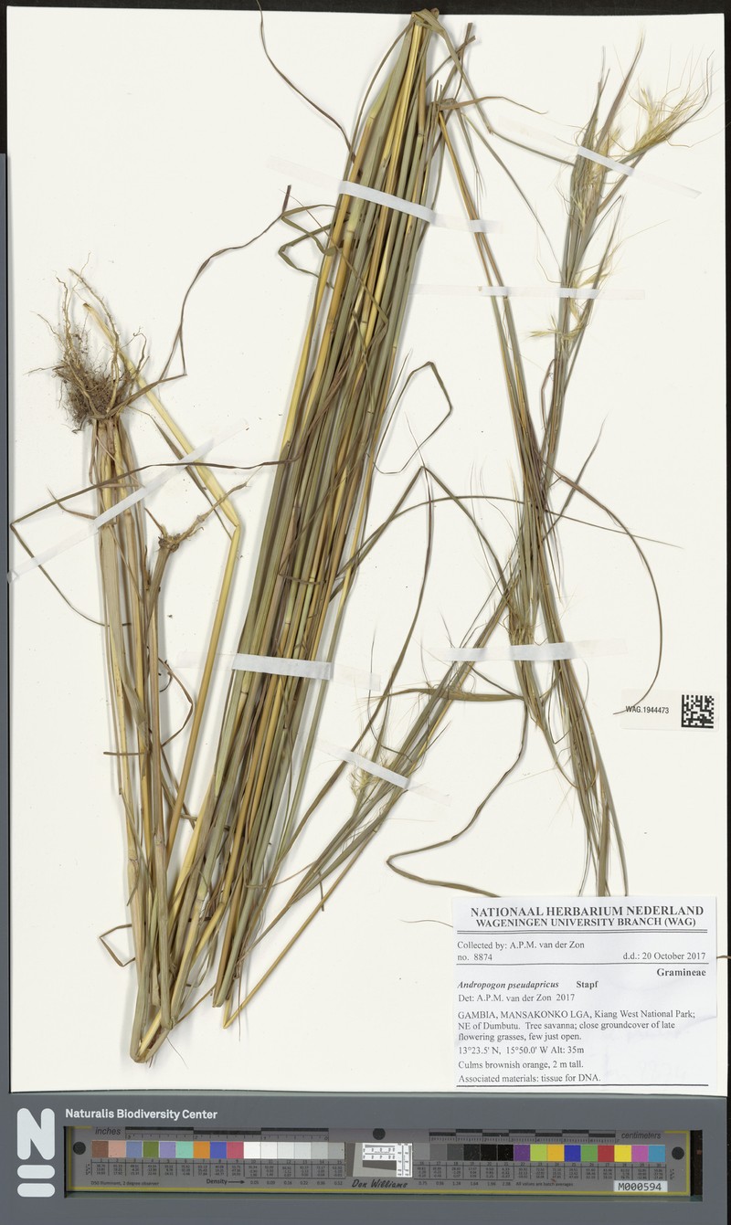 Andropogon pseudapricus photo 5