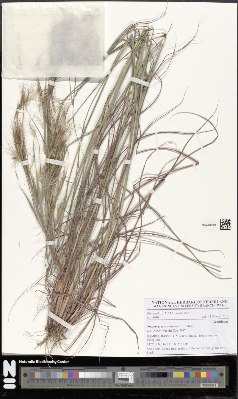 Andropogon pseudapricus photo 6