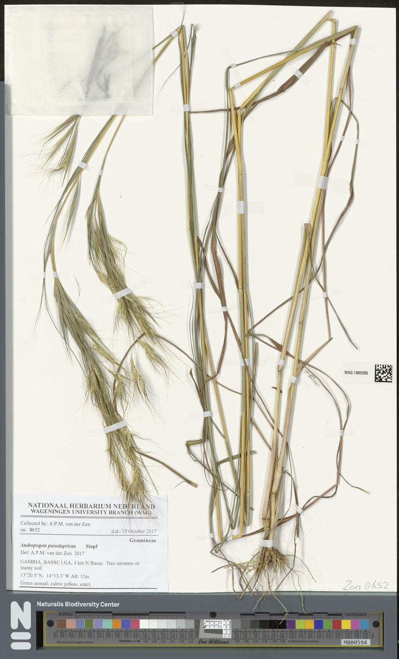 Andropogon pseudapricus photo 7