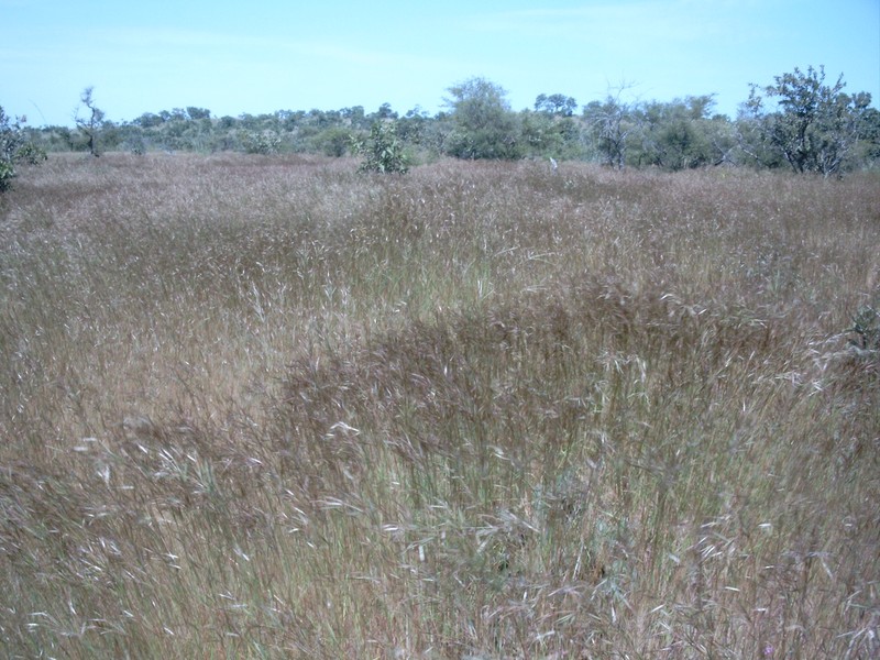 Andropogon pseudapricus