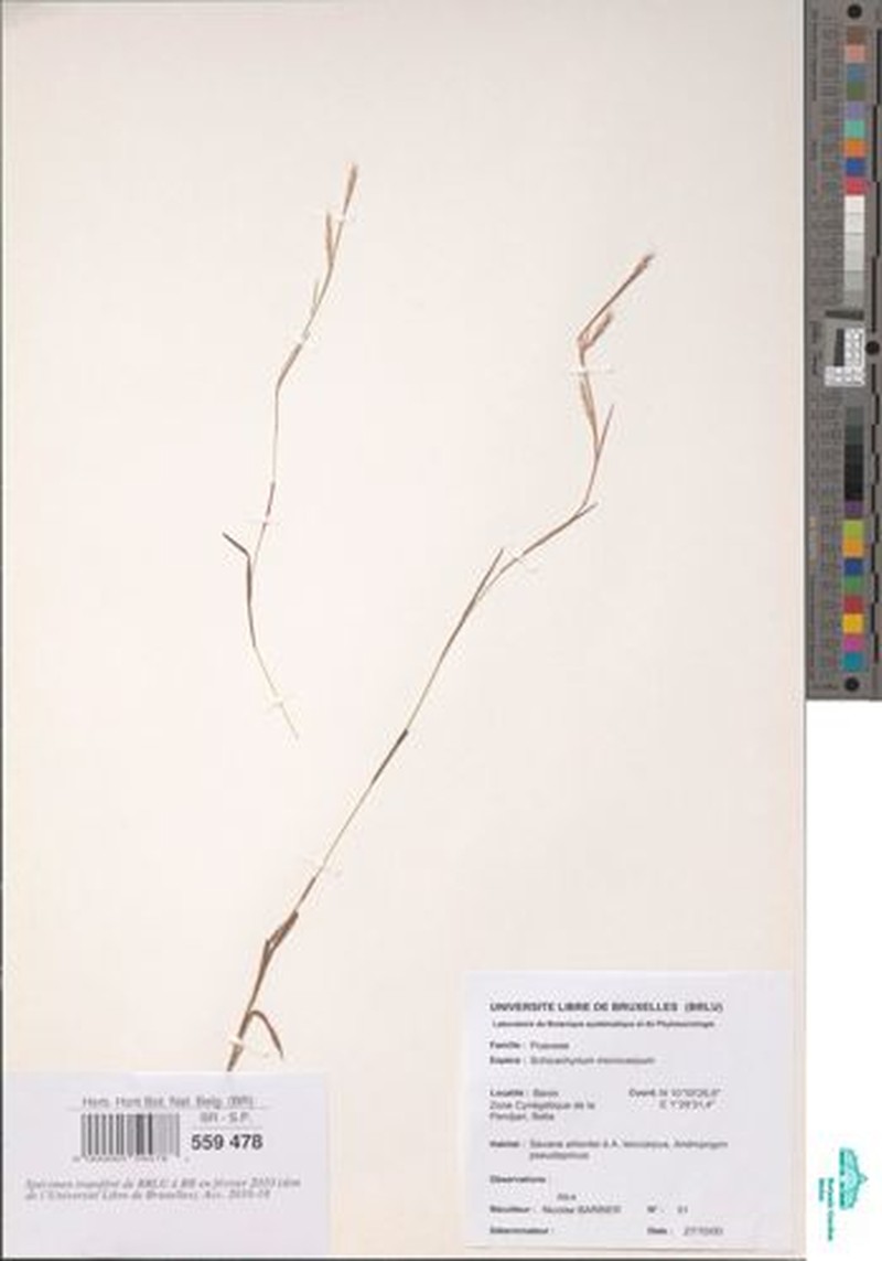 Andropogon pseudapricus