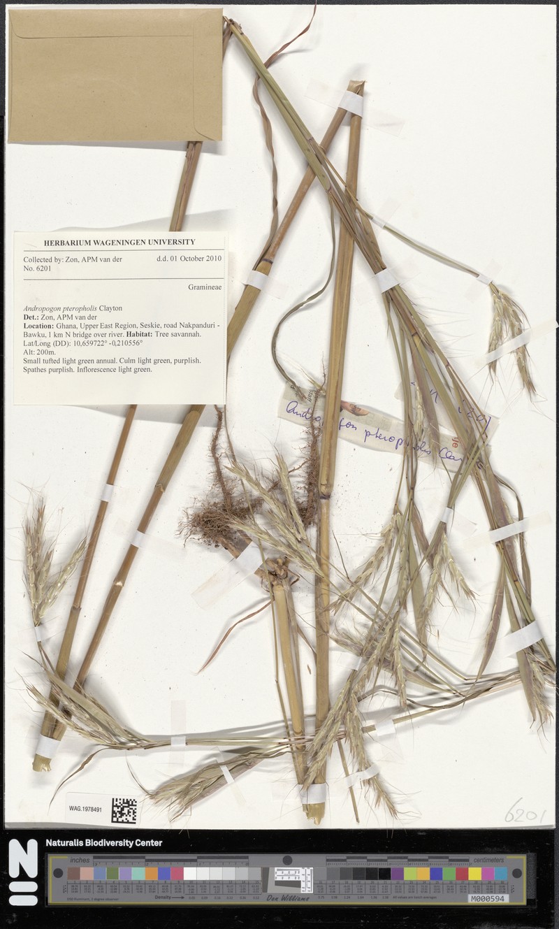 Andropogon pteropholis