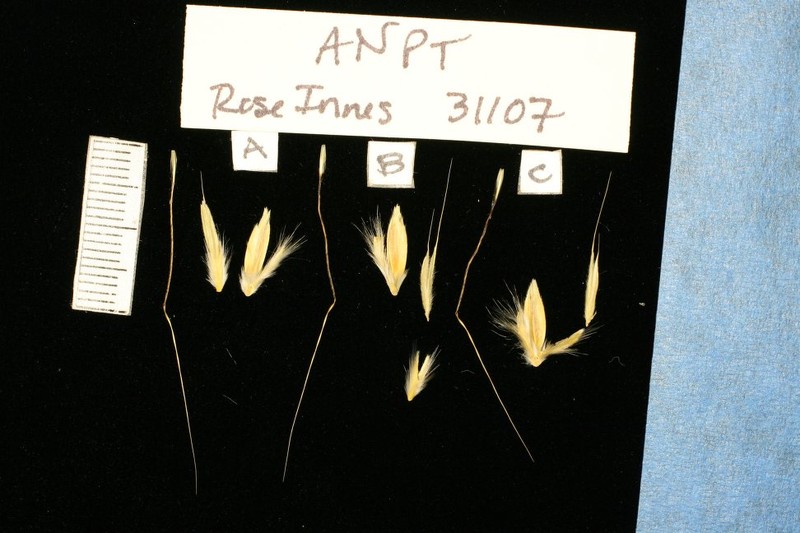 Andropogon pteropholis photo 2
