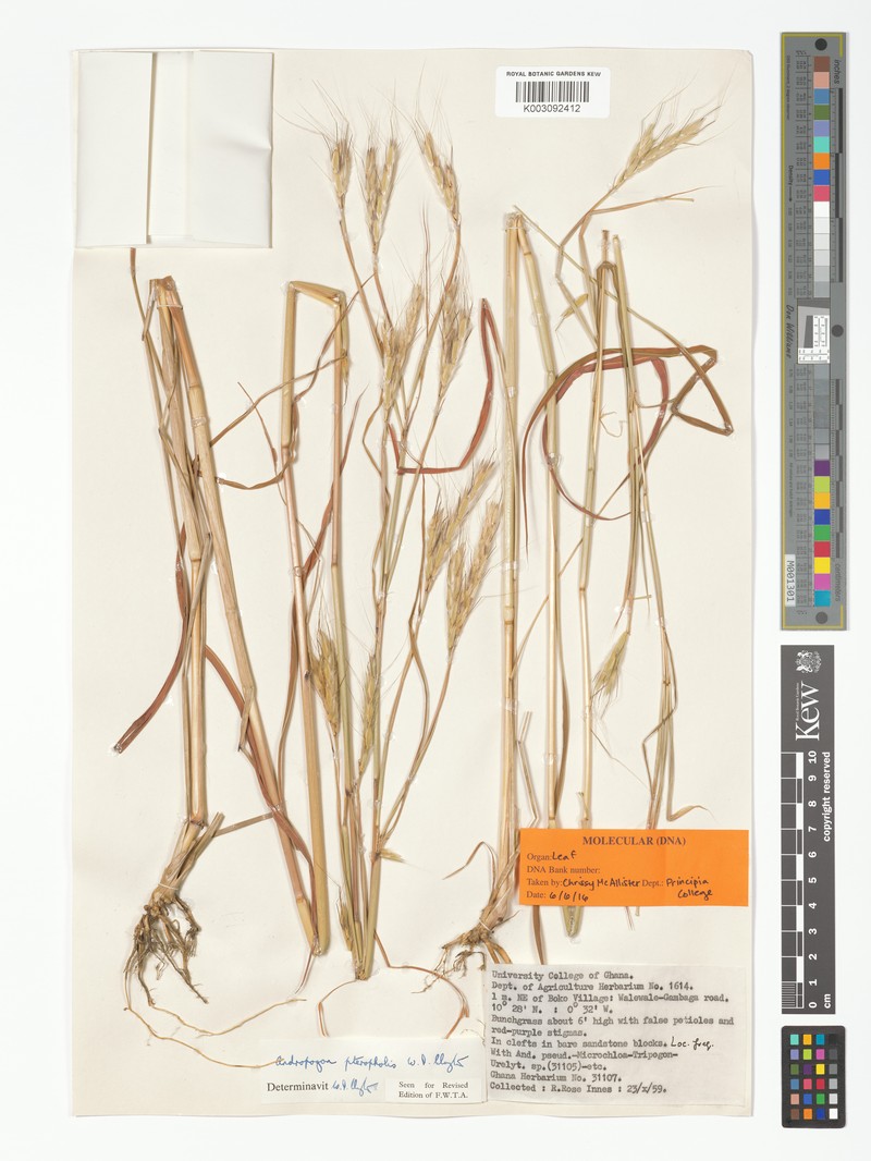 Andropogon pteropholis photo 3