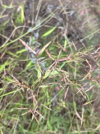 Andropogon pumilus