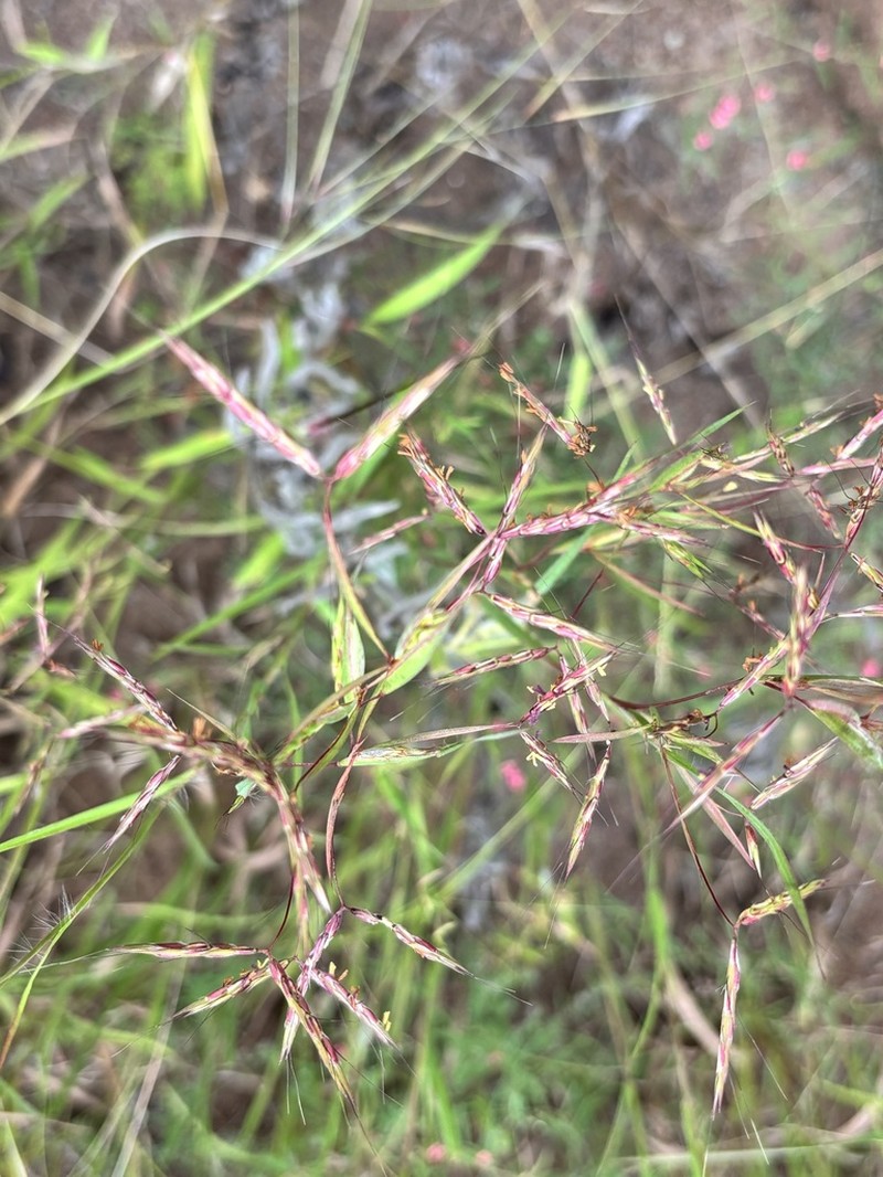 Andropogon pumilus