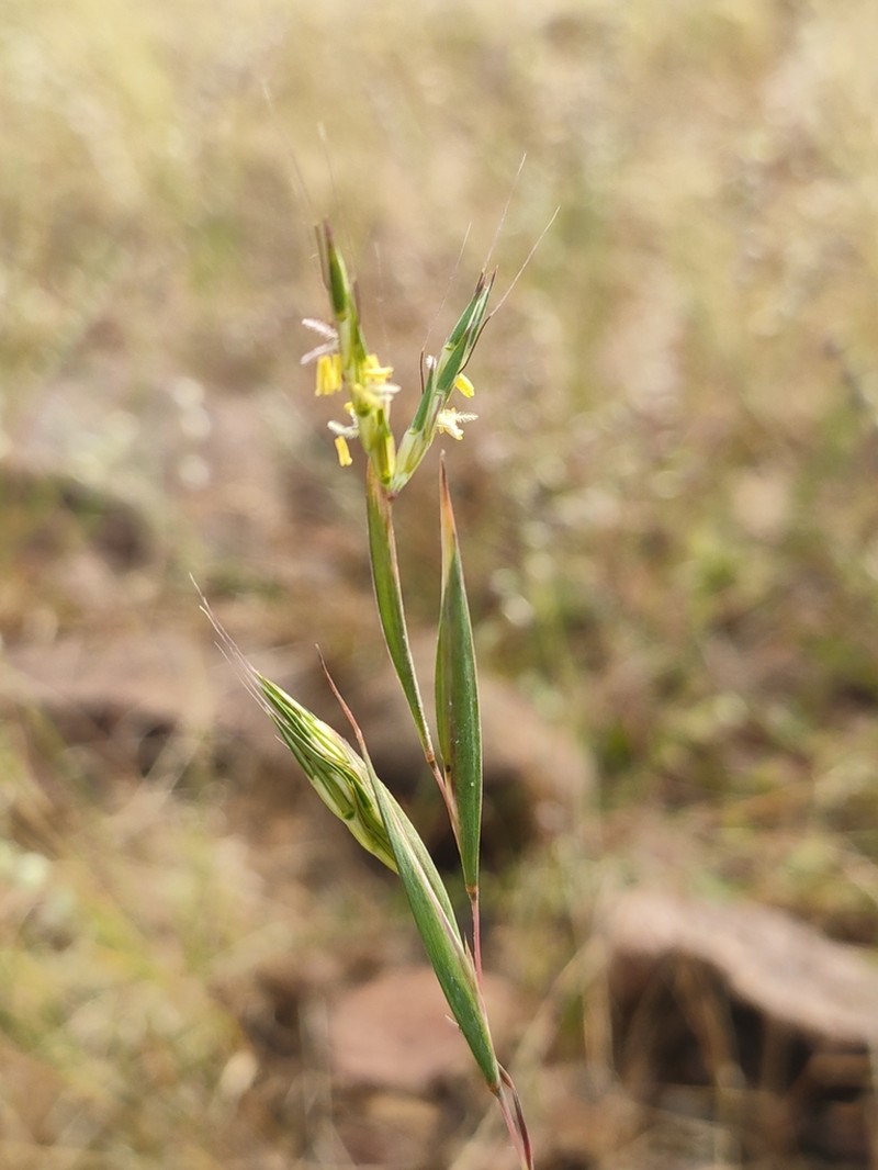 Andropogon pumilus photo 2