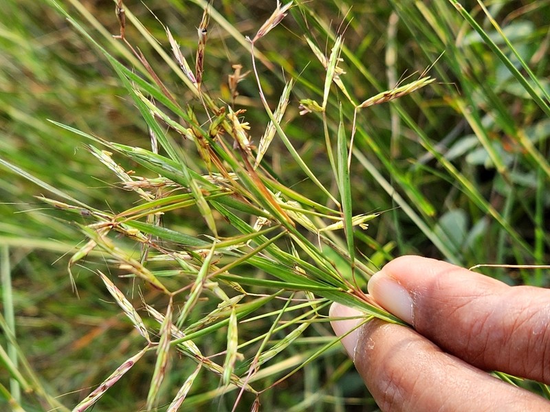 Andropogon pumilus photo 3
