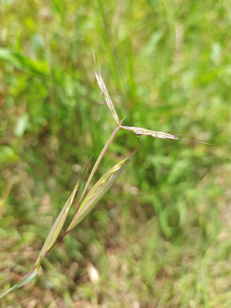 Andropogon pumilus photo 4