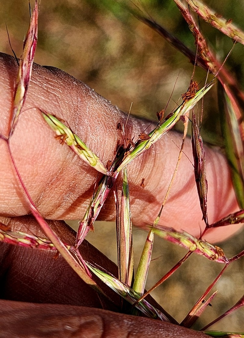 Andropogon pumilus photo 5
