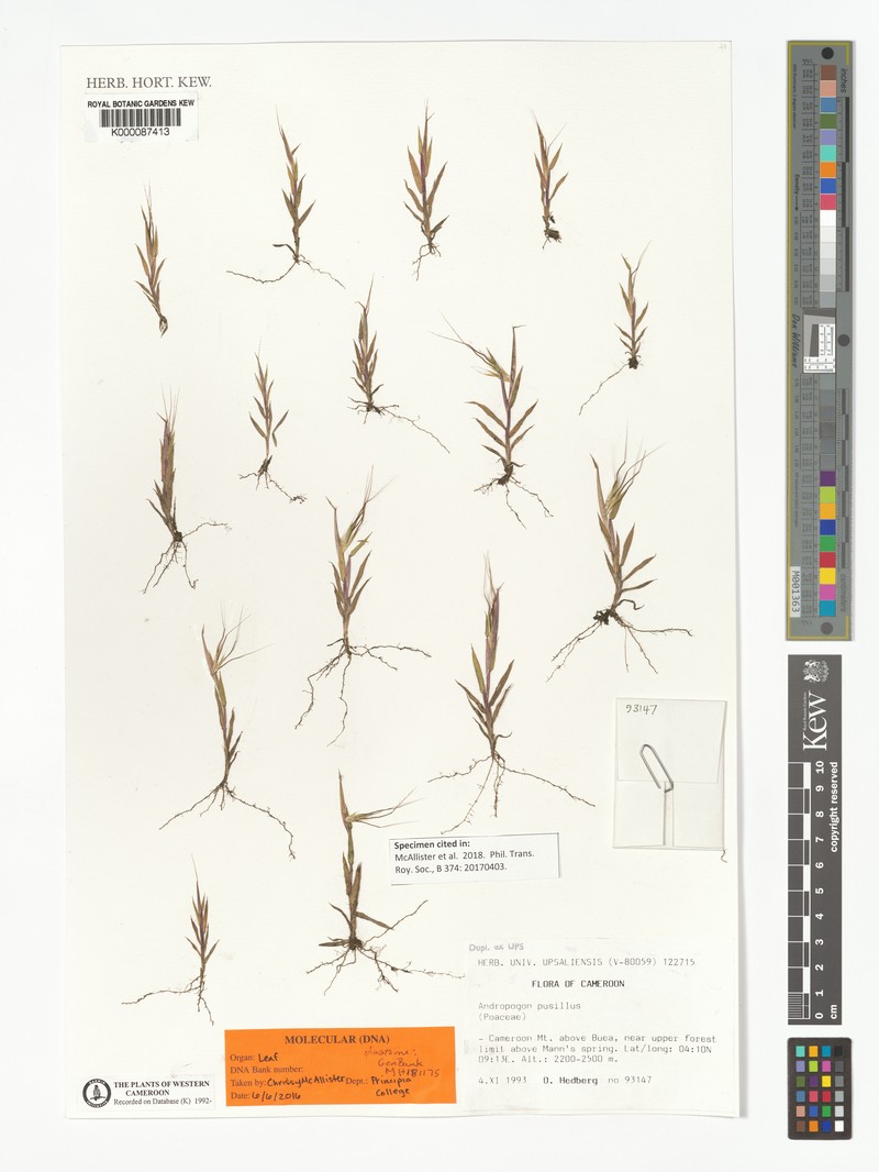 Andropogon pusillus