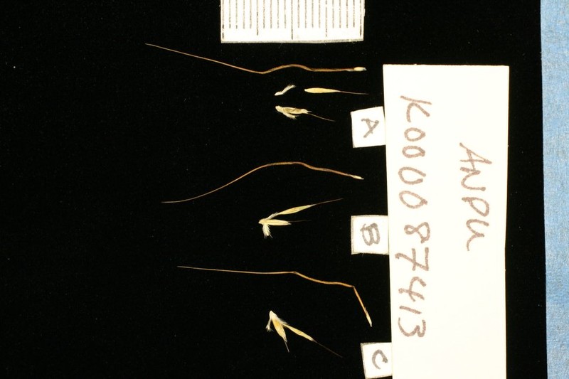 Andropogon pusillus photo 2