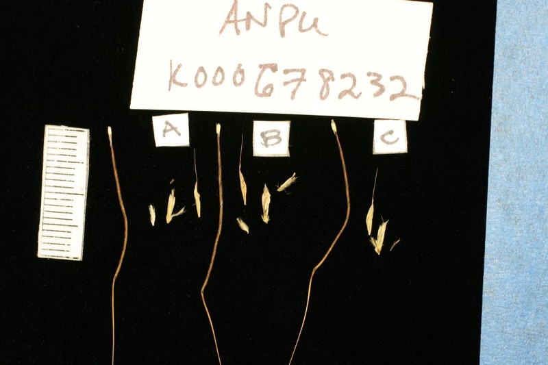 Andropogon pusillus photo 3