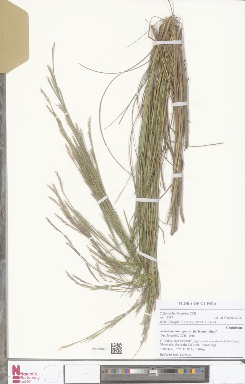 Andropogon rupestris