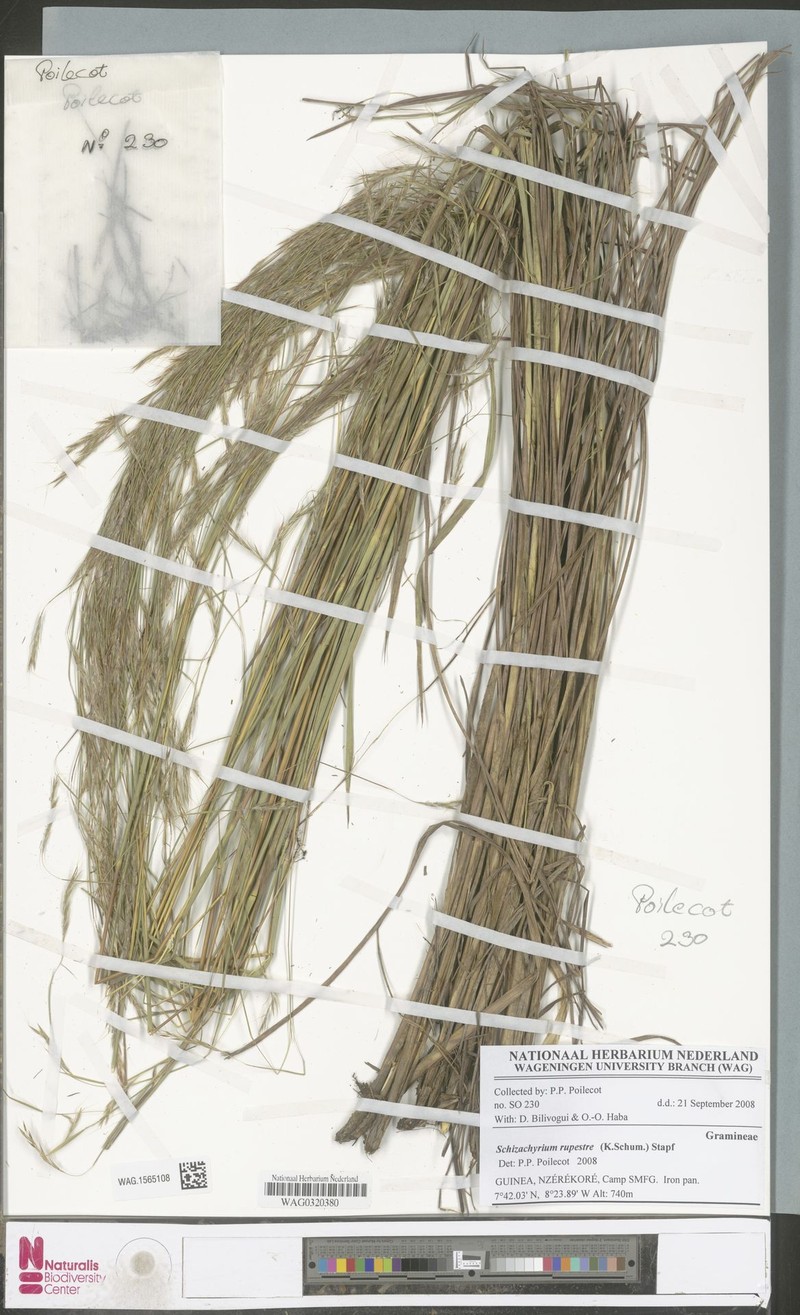 Andropogon rupestris photo 2