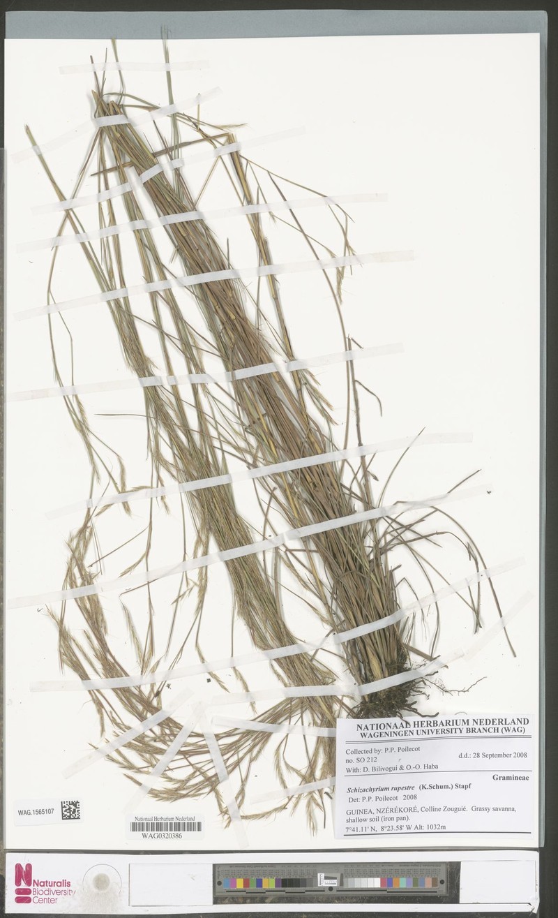 Andropogon rupestris photo 3