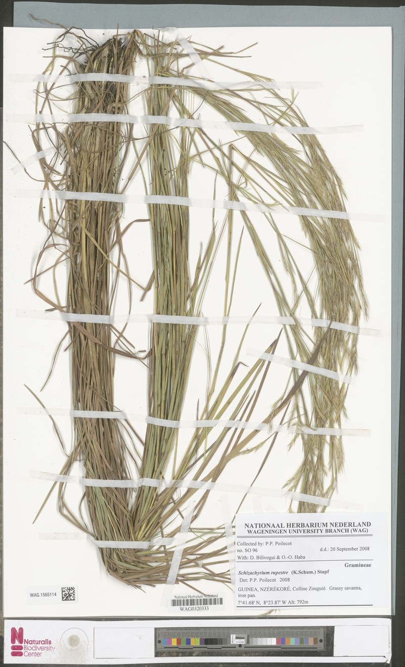 Andropogon rupestris photo 4