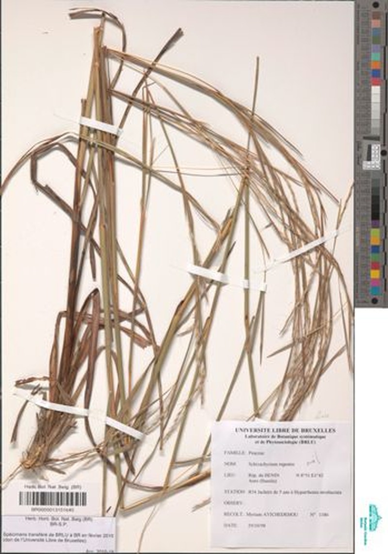 Andropogon rupestris