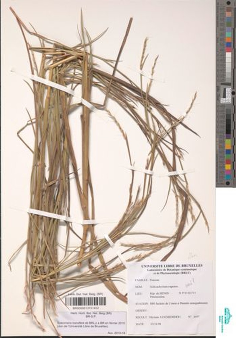 Andropogon rupestris photo 2