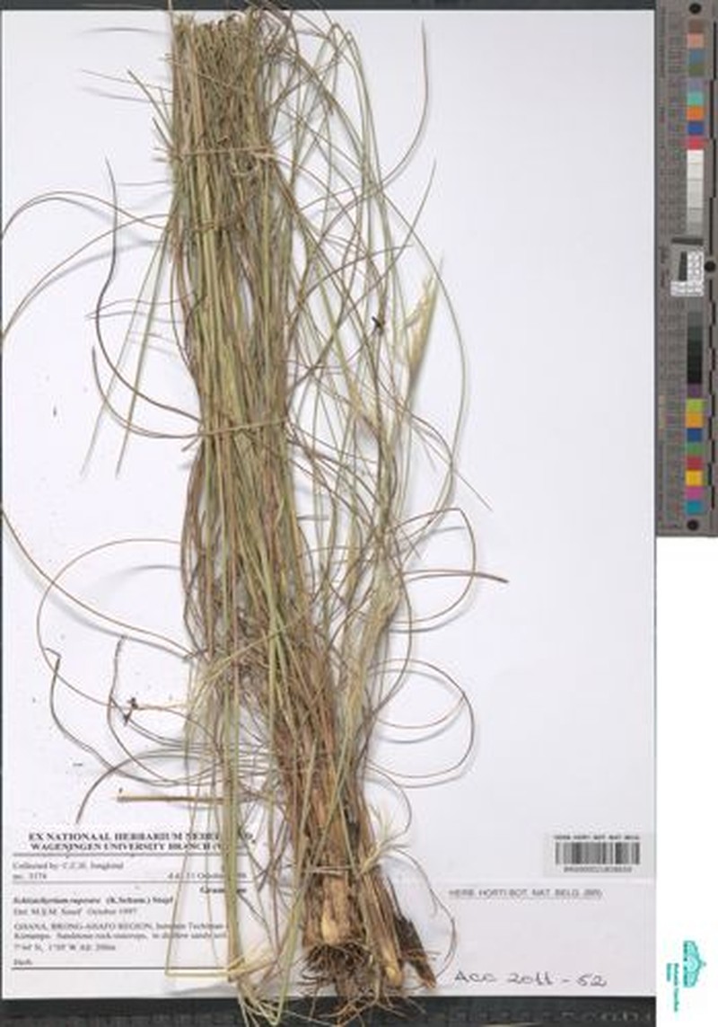 Andropogon rupestris photo 3