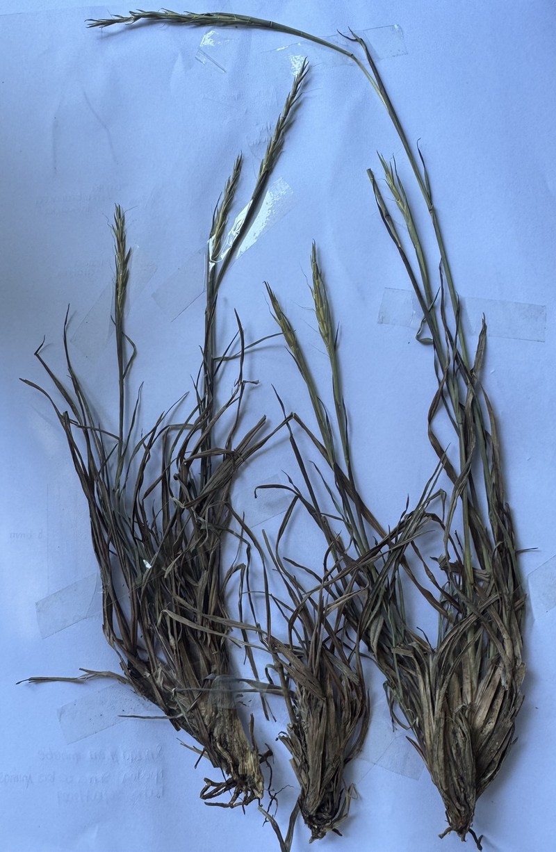 Andropogon salzmannii photo 3