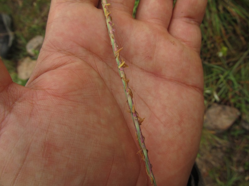 Andropogon salzmannii photo 4