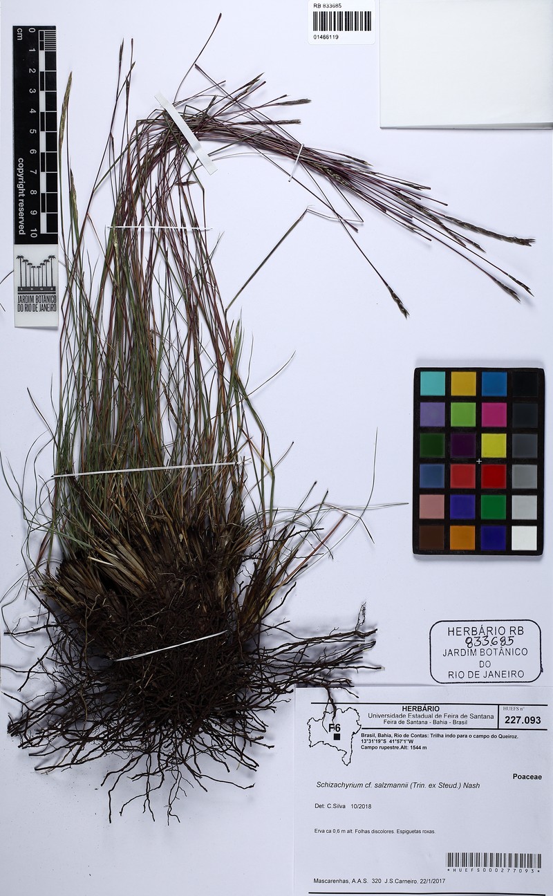 Andropogon salzmannii