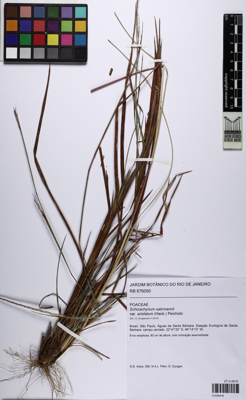 Andropogon salzmannii photo 2