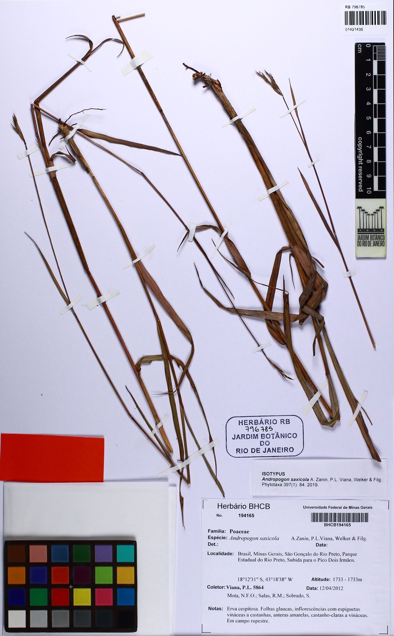Andropogon saxicola