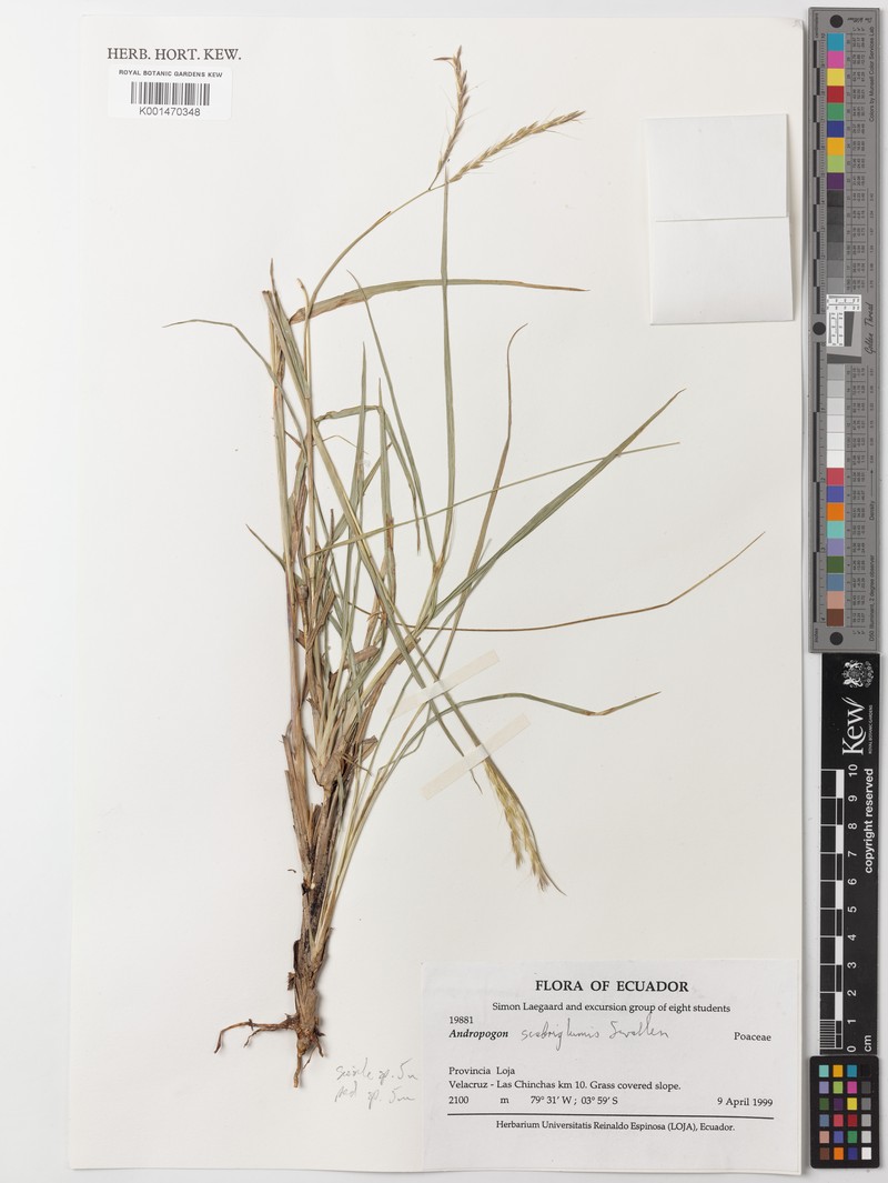 Andropogon scabriglumis photo 2