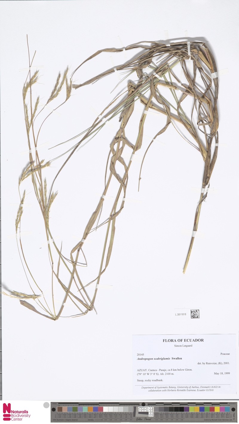 Andropogon scabriglumis photo 3