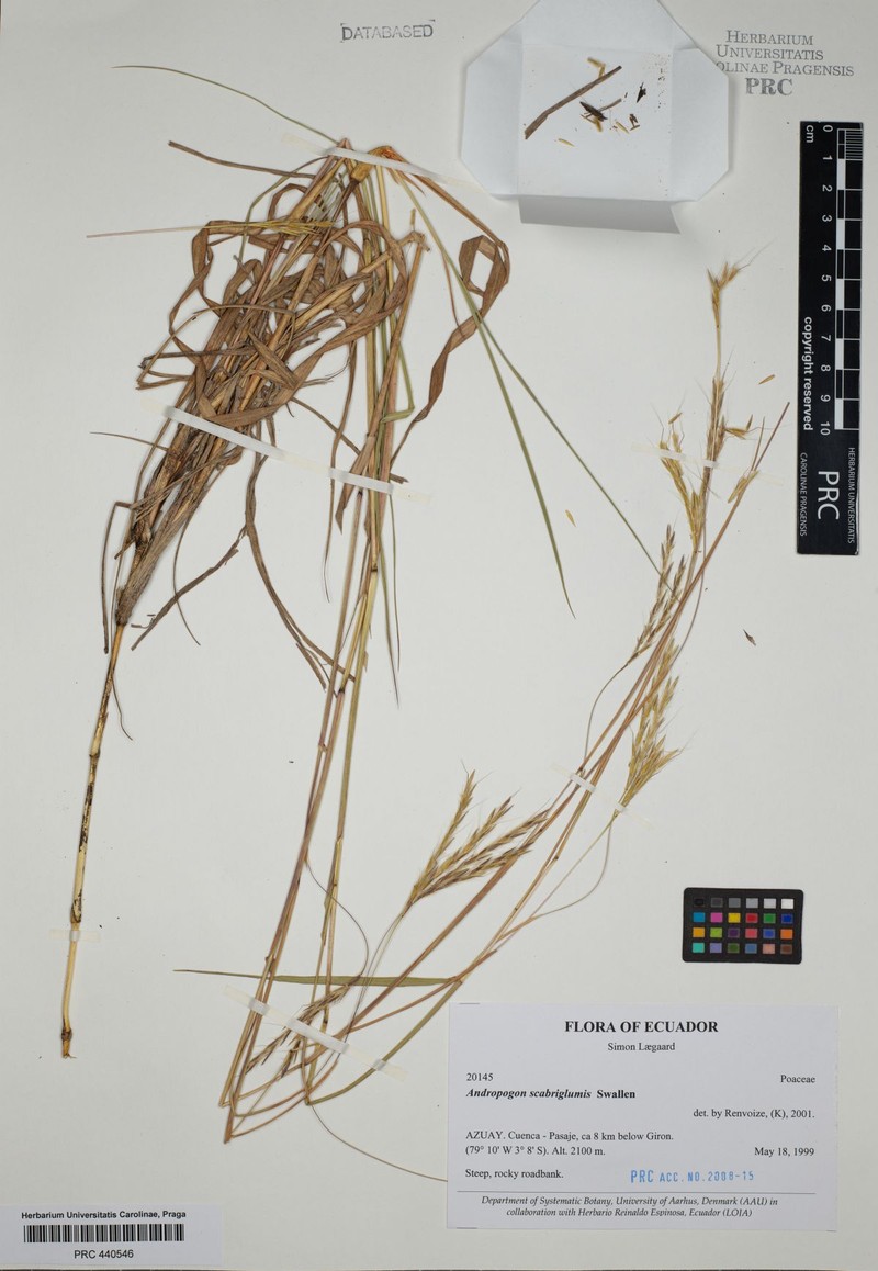 Andropogon scabriglumis photo 4