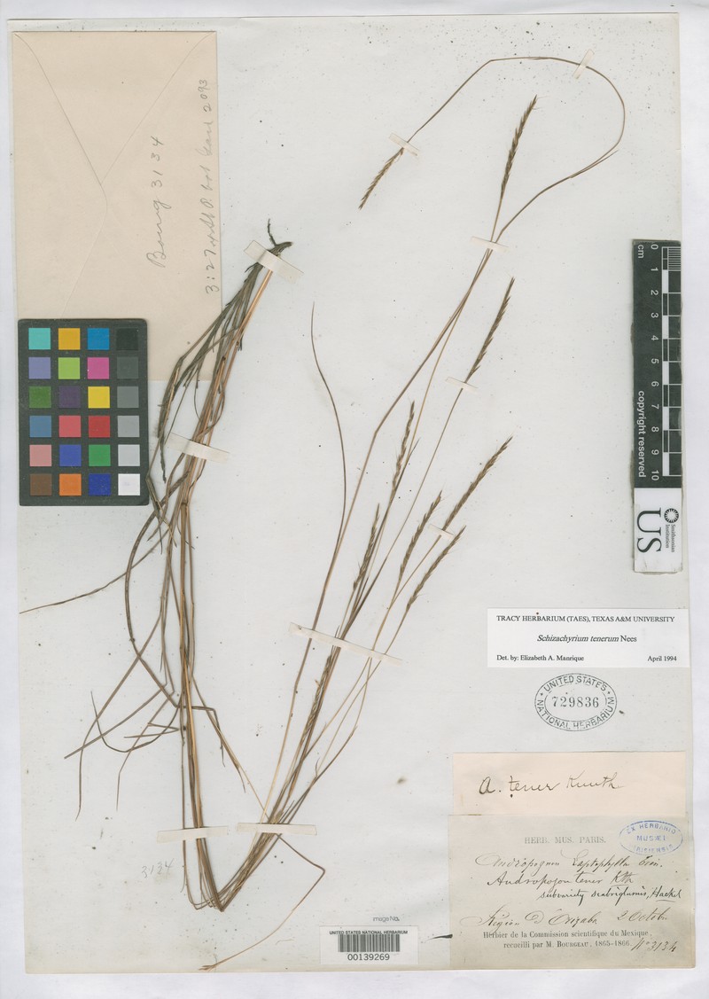 Andropogon scabriglumis
