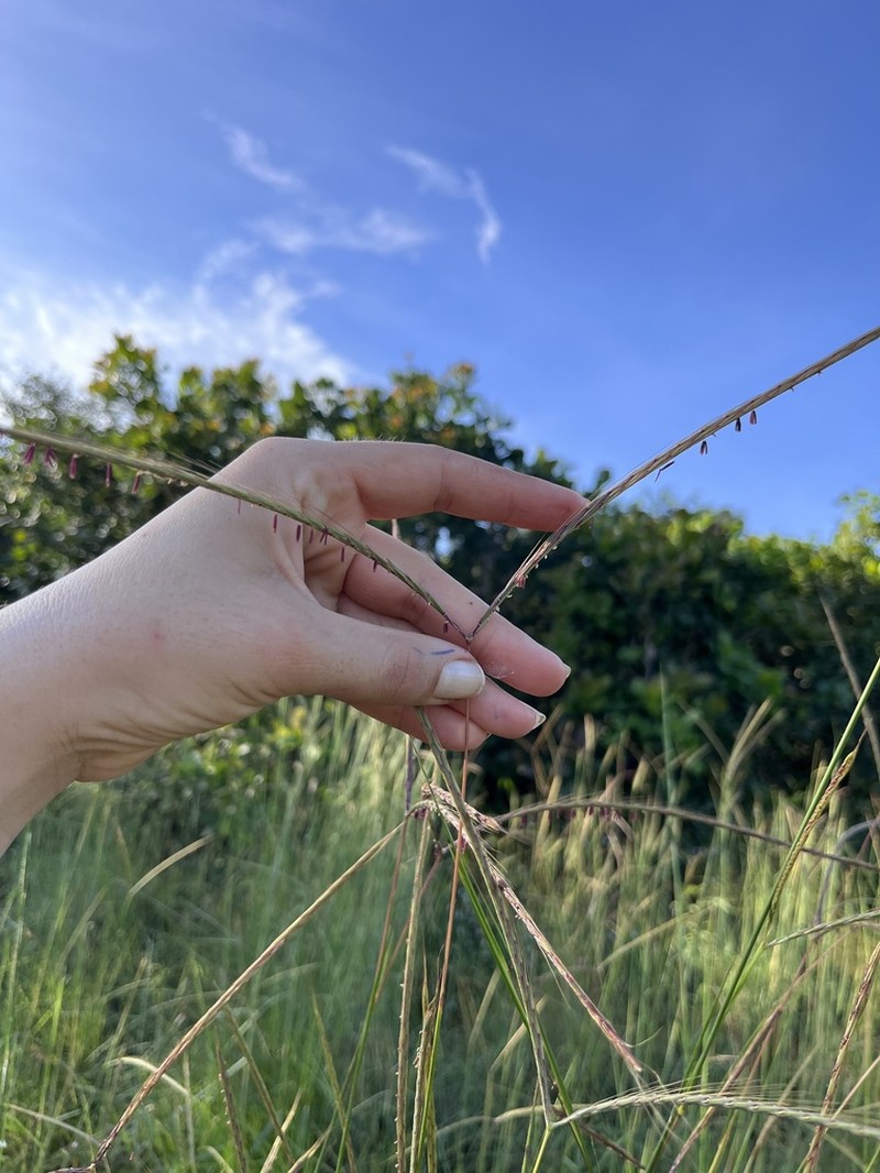 Andropogon schirensis
