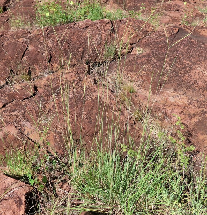 Andropogon schirensis photo 2