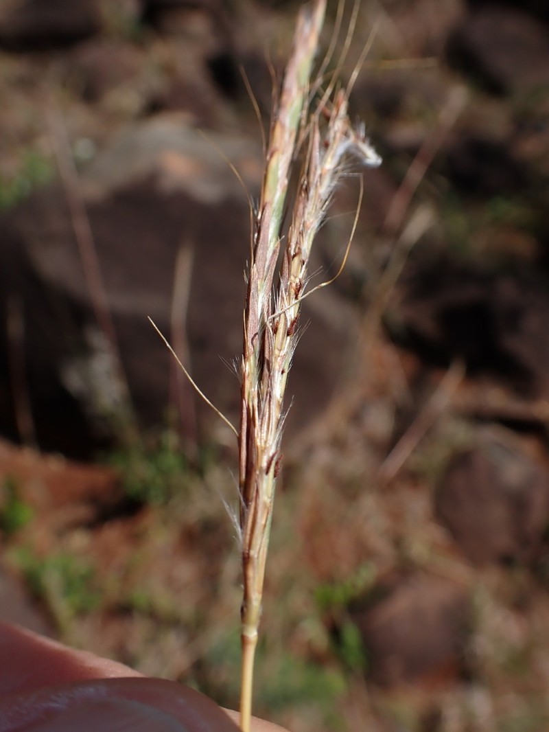 Andropogon schirensis photo 3