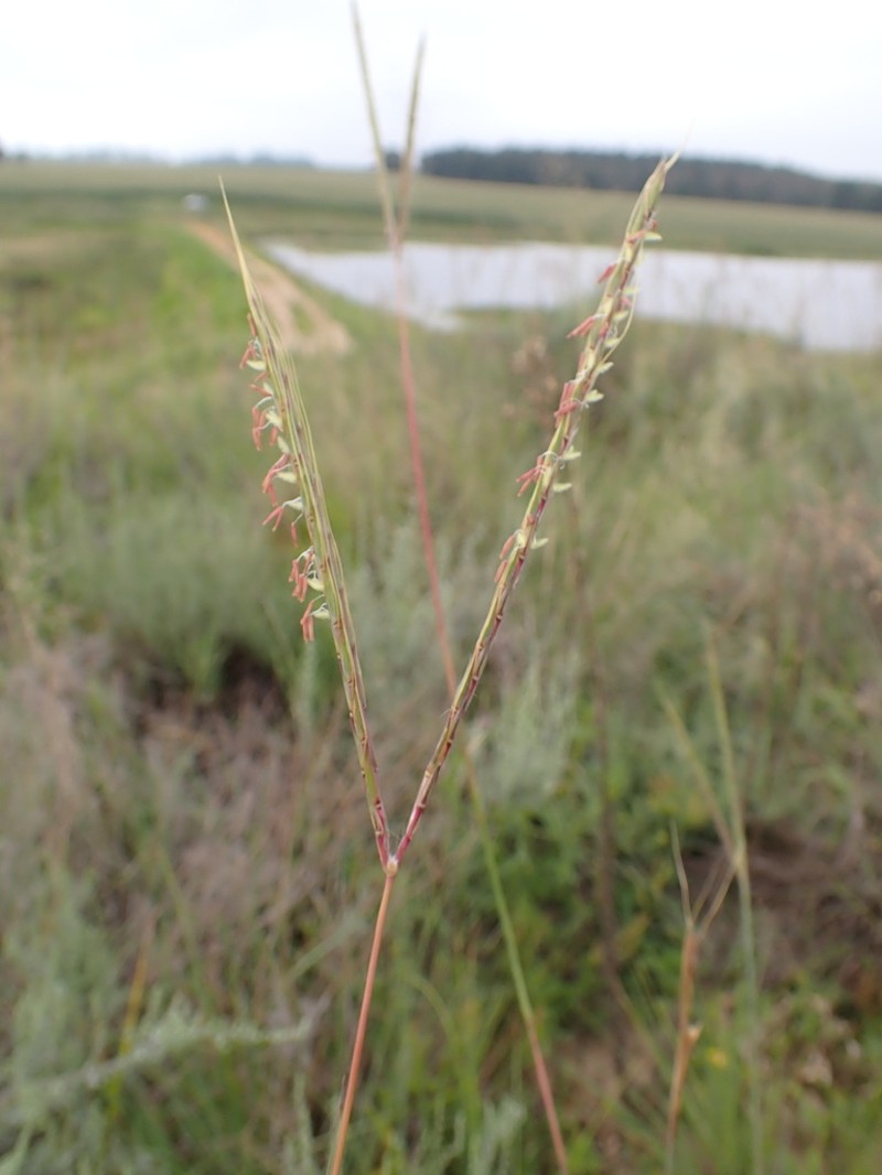 Andropogon schirensis photo 4
