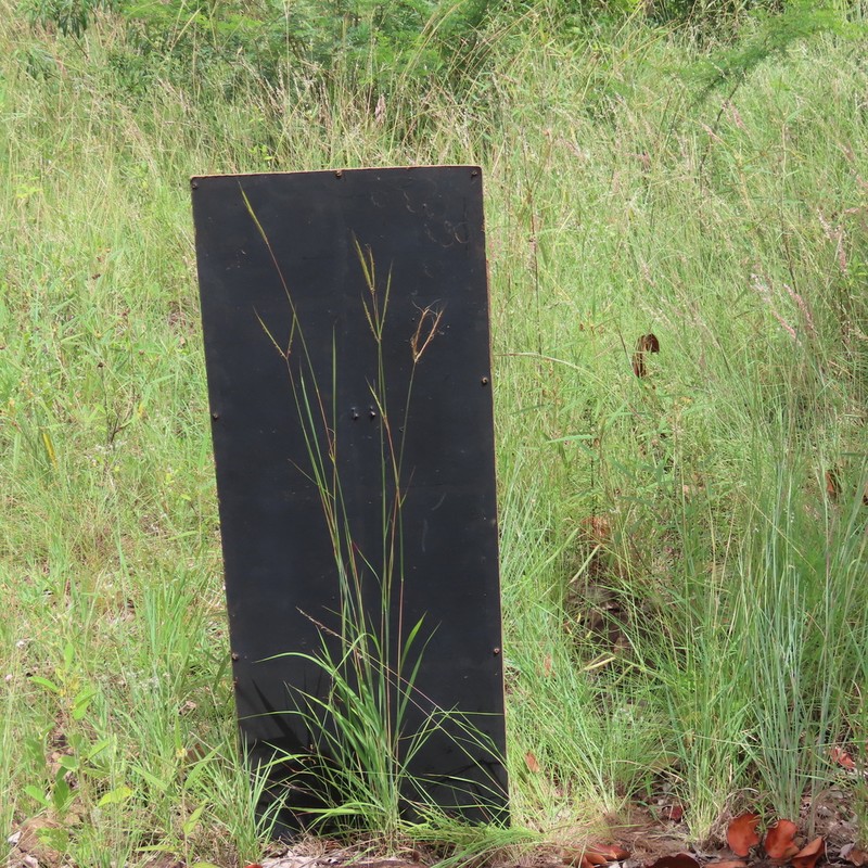 Andropogon schirensis photo 5