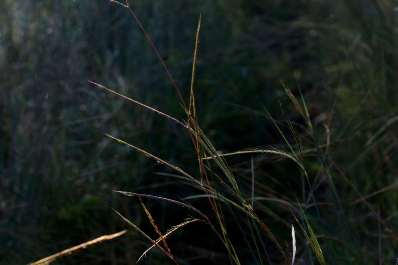 Andropogon schirensis photo 6
