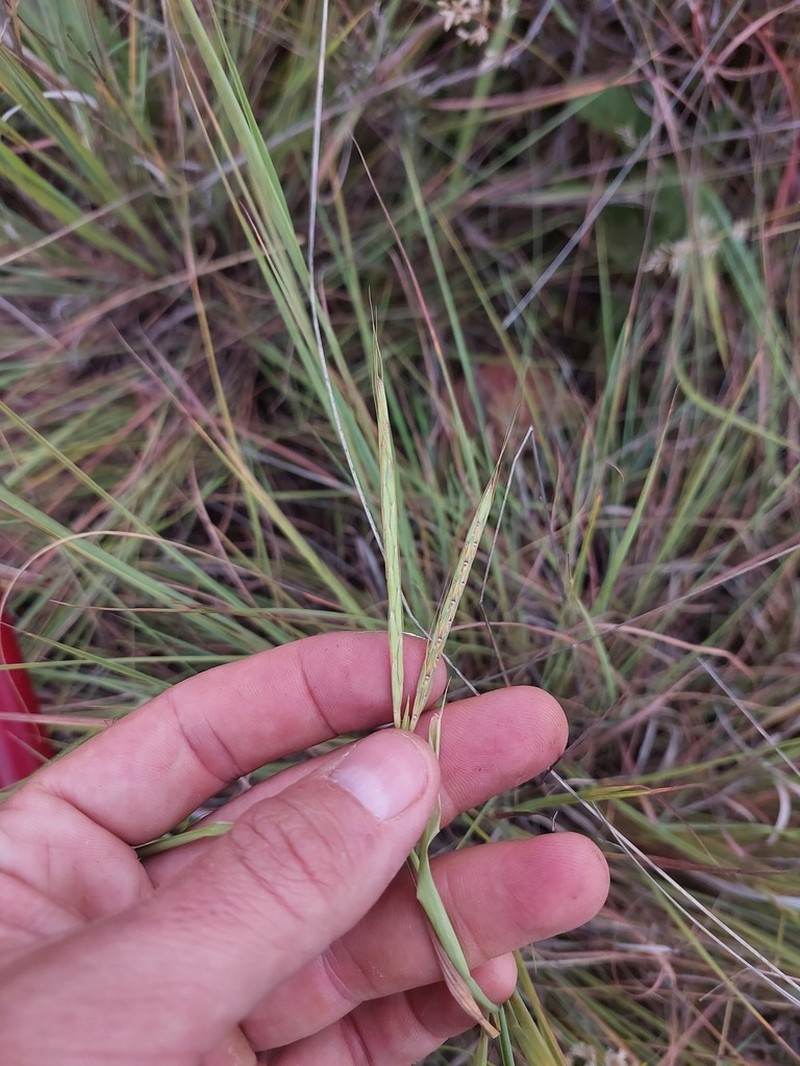 Andropogon schirensis photo 7