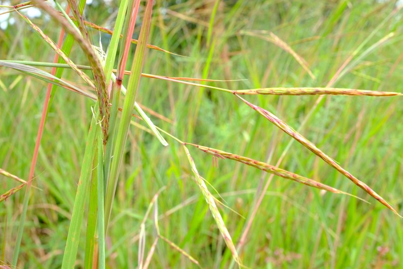 Andropogon schirensis photo 8