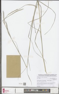 Andropogon schweinfurthii