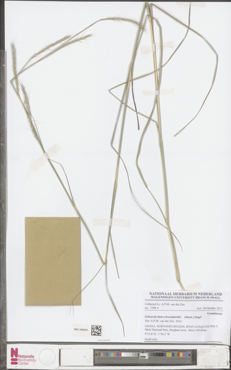 Andropogon schweinfurthii
