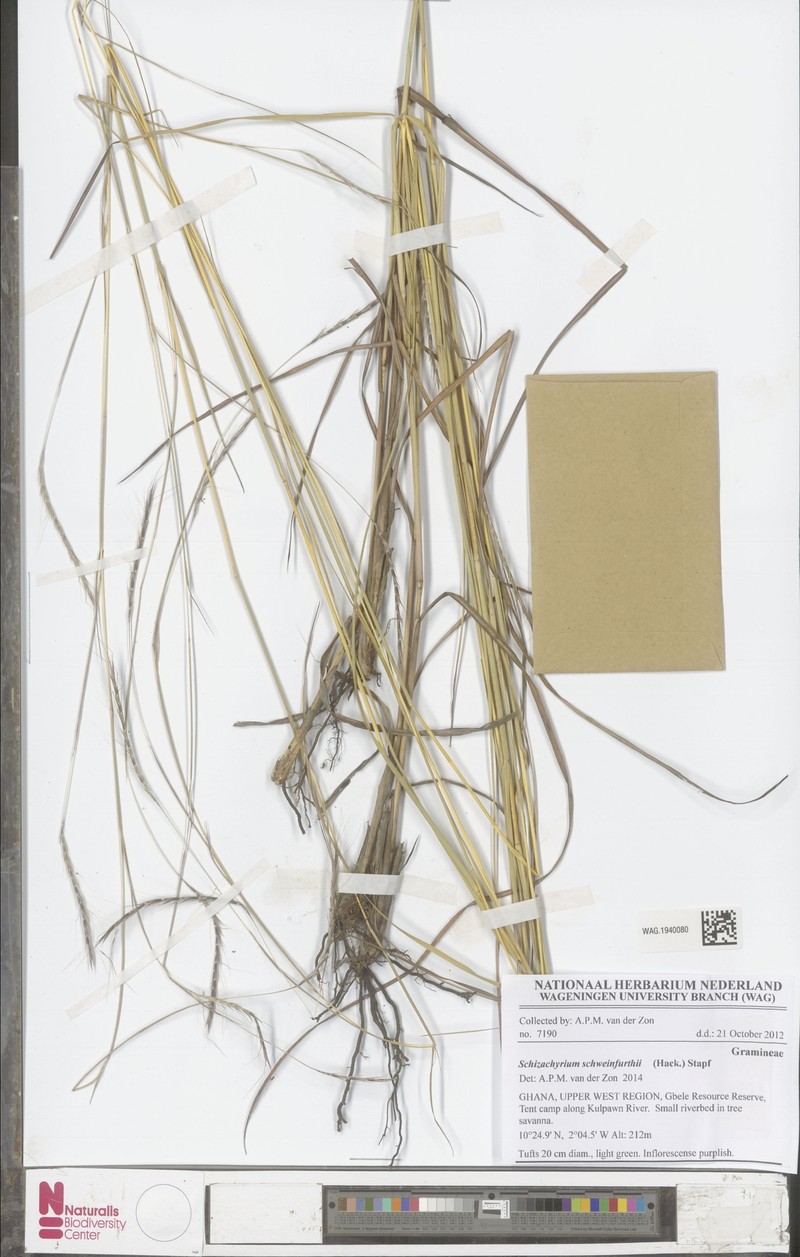 Andropogon schweinfurthii photo 2